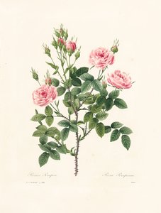 Rosa Pomponia, engraved by Victor, from 